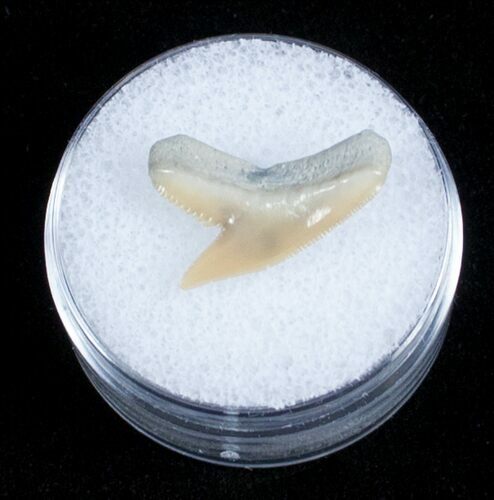 Fossil Tiger Shark Tooth - Lee Creek Mine #3733